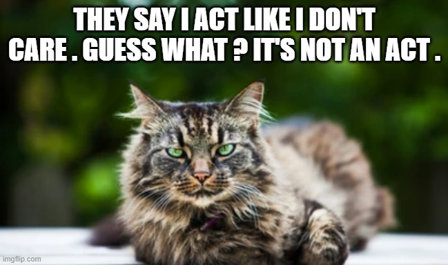 memes by Brad - People say my cat doesn't care. Guess what? She doesn't | THEY SAY I ACT LIKE I DON'T CARE . GUESS WHAT ? IT'S NOT AN ACT . | image tagged in cats,kitten,new years resolutions,funny,grumpy cat,humor | made w/ Imgflip meme maker