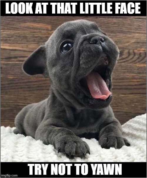 Awww Overload ! | LOOK AT THAT LITTLE FACE; TRY NOT TO YAWN | image tagged in dogs,puppy,aww,yawning | made w/ Imgflip meme maker