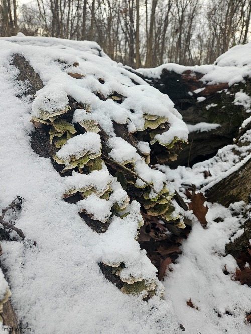 MUSHROOMS IN SNOW | image tagged in mushrooms,trees,forest,snow | made w/ Imgflip meme maker