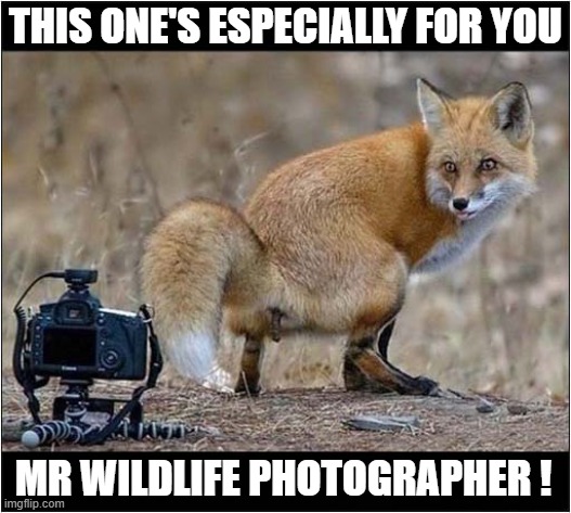 It's The Thought That Counts ! | THIS ONE'S ESPECIALLY FOR YOU; MR WILDLIFE PHOTOGRAPHER ! | image tagged in foxes,pooping,photographer,dark humour | made w/ Imgflip meme maker