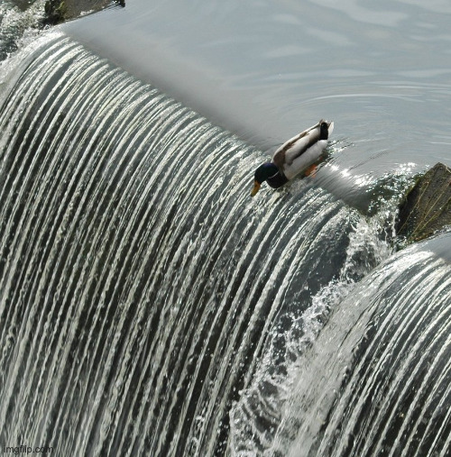 Duck over waterfall | image tagged in duck over waterfall | made w/ Imgflip meme maker