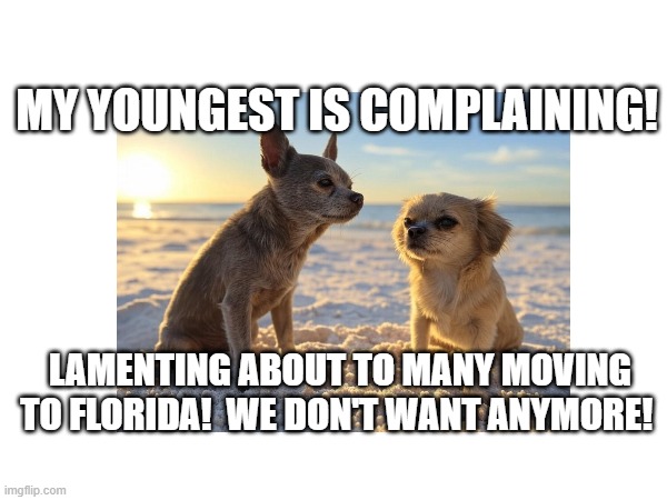 dogs | MY YOUNGEST IS COMPLAINING! LAMENTING ABOUT TO MANY MOVING TO FLORIDA!  WE DON'T WANT ANYMORE! | image tagged in funny | made w/ Imgflip meme maker