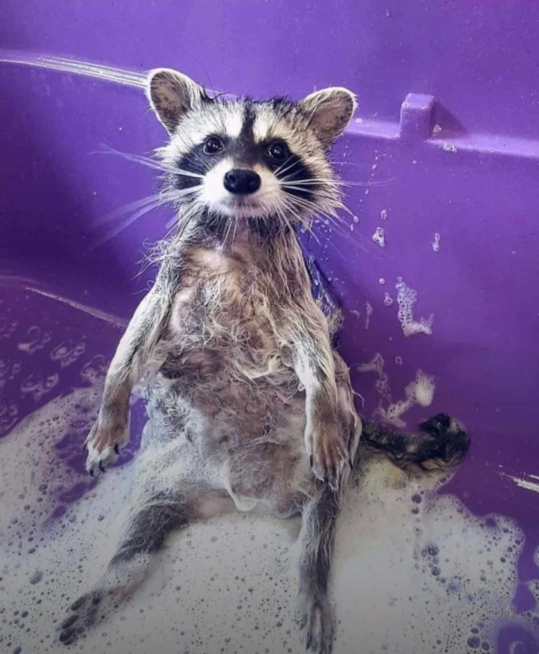 Racoon Shower Blank Meme Template