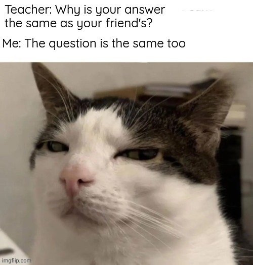 Im smart yk | Teacher: Why is your answer the same as your friend's? Me: The question is the same too | image tagged in sus cat,memes | made w/ Imgflip meme maker