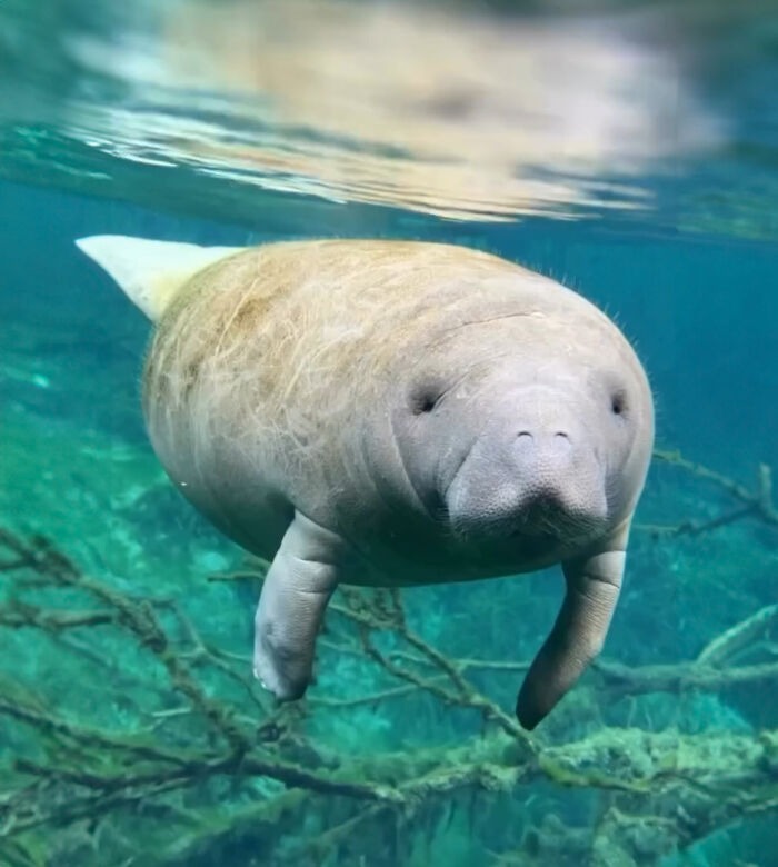 Baby Manatee | image tagged in photography | made w/ Imgflip meme maker