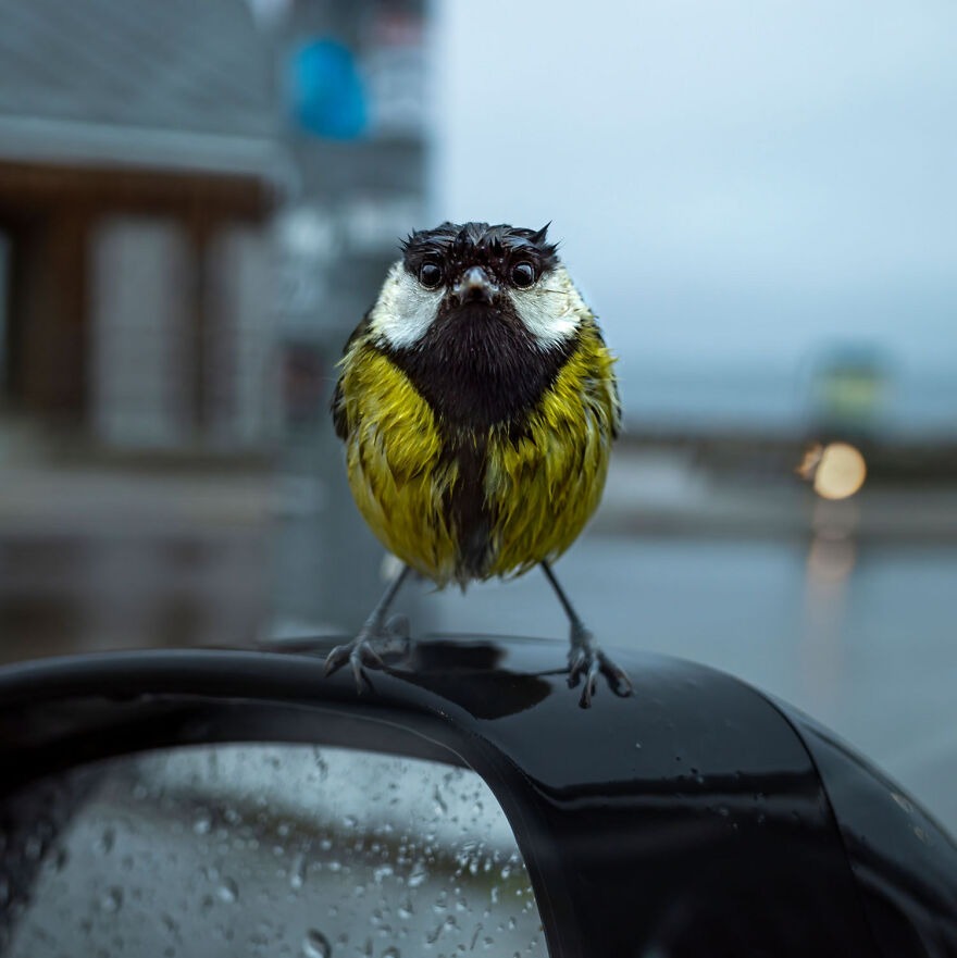 Angry Bird. Photo credit: Kjell Vikestad | image tagged in photography | made w/ Imgflip meme maker