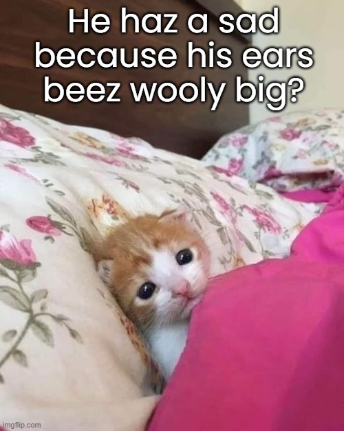 He haz a sad because his ears beez wooly big? | made w/ Imgflip meme maker