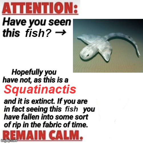 Attention: Have You Seen This [name]? | fish? Squatinactis; fish | image tagged in attention have you seen this name | made w/ Imgflip meme maker