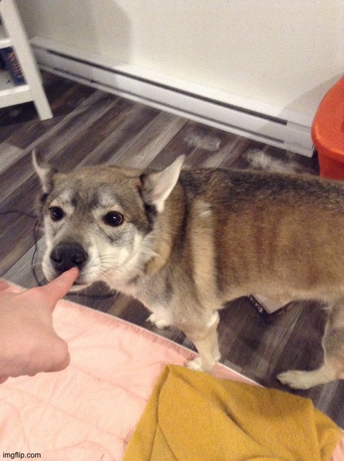 Borf <3 | made w/ Imgflip meme maker