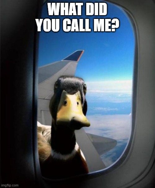 Duck on plane wing | WHAT DID YOU CALL ME? | image tagged in duck on plane wing | made w/ Imgflip meme maker