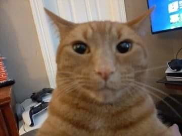 Cat Selfie Blank Meme Template