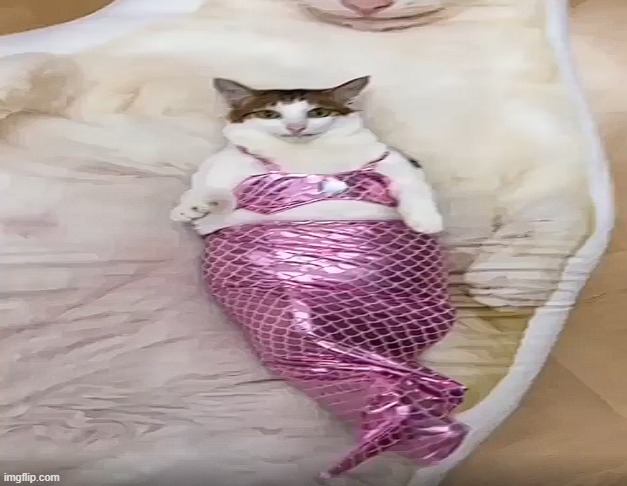 Mods are asleep. Post this fish. | made w/ Imgflip meme maker