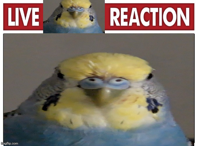 Live bird reaction | image tagged in bird | made w/ Imgflip meme maker