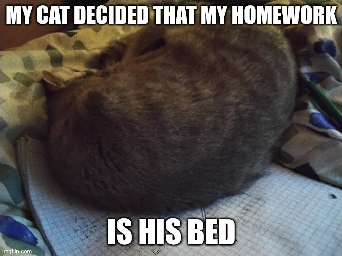 Silly cat | MY CAT DECIDED THAT MY HOMEWORK; IS HIS BED | image tagged in cats | made w/ Imgflip meme maker