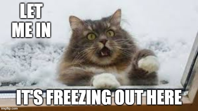 memes by Brad - Cat wants in from freezing outside - humor - | LET ME IN; IT'S FREEZING OUT HERE | image tagged in cats,kitten,snow,cold,funny,humor | made w/ Imgflip meme maker