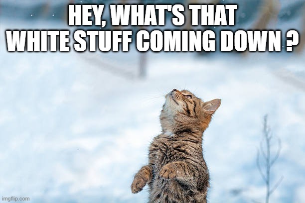 memes by Brad - Cat wants to know what that white stuff coming down is | HEY, WHAT'S THAT WHITE STUFF COMING DOWN ? | image tagged in funny,cats,kitten,snow,humor,snowflakes | made w/ Imgflip meme maker