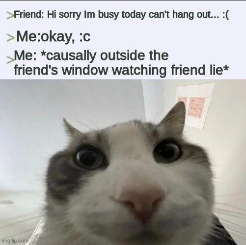 Cat looks inside | Friend: Hi sorry Im busy today can't hang out... :(; Me:okay, :c; Me: *causally outside the friend's window watching friend lie* | image tagged in cat looks inside | made w/ Imgflip meme maker