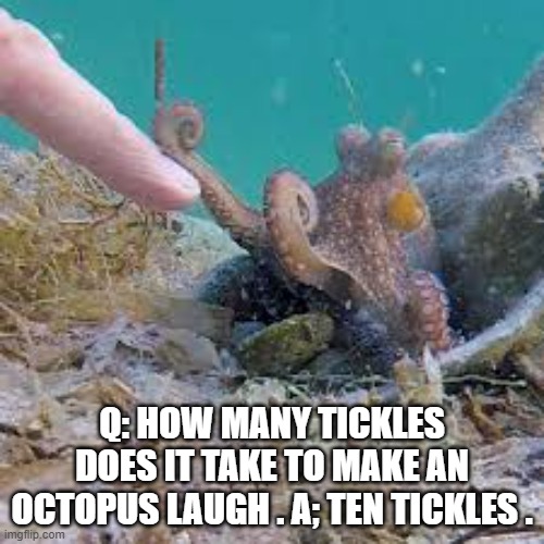 memes by Brad - How many tickles does it take to make an octopus laugh ? | Q: HOW MANY TICKLES DOES IT TAKE TO MAKE AN OCTOPUS LAUGH . A; TEN TICKLES . | image tagged in funny,fun,octopus,tickle,laugh,humor | made w/ Imgflip meme maker