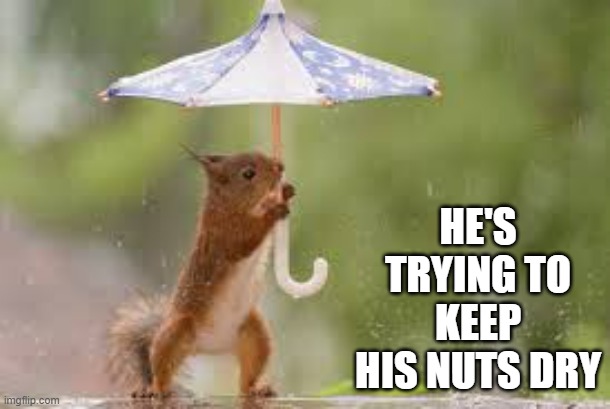 memes by Brad - How a squirrel keeps his nuts dry - humor - | HE'S TRYING TO KEEP HIS NUTS DRY | image tagged in funny,fun,squirrel,umbrella,rain,humor | made w/ Imgflip meme maker