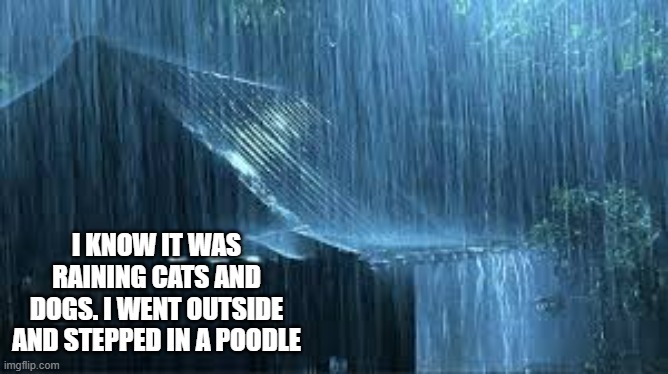 memes by Brad - It's raining cats and dogs. Thats' why I just stepped in a poodle | I KNOW IT WAS RAINING CATS AND DOGS. I WENT OUTSIDE AND STEPPED IN A POODLE | image tagged in funny,fun,cats,poodle,raining,humor | made w/ Imgflip meme maker