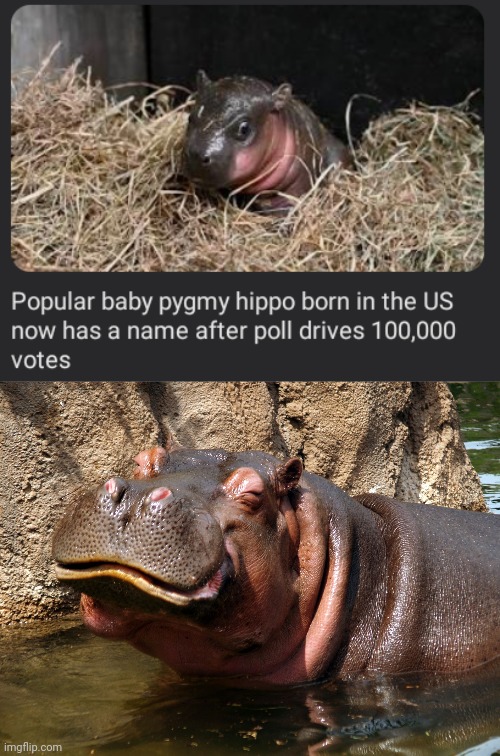 Poppy | image tagged in hippo happy,poppy,hippo,memes,baby,hippos | made w/ Imgflip meme maker