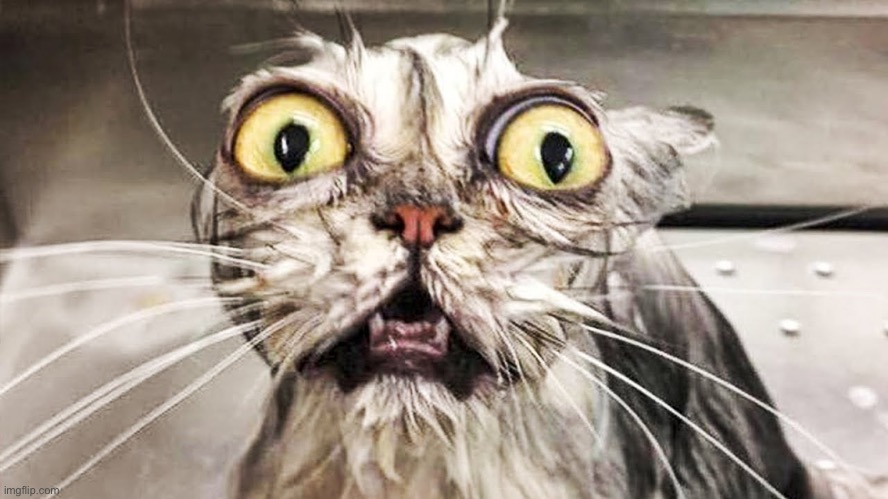 Horrified Feline | image tagged in horrified feline | made w/ Imgflip meme maker