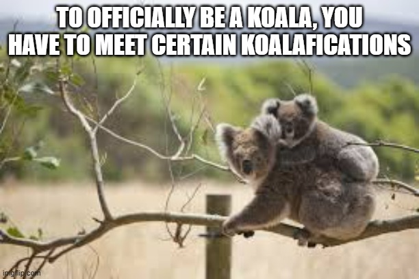 memes by Brad - To be a Koala you have to meet certain koalafacations | TO OFFICIALLY BE A KOALA, YOU HAVE TO MEET CERTAIN KOALAFICATIONS | image tagged in funny,fun,koala,bear,humor,play on words | made w/ Imgflip meme maker