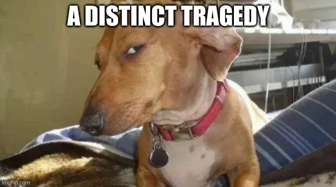 dog Side eye | A DISTINCT TRAGEDY | image tagged in dog,side eye,meme,funny | made w/ Imgflip meme maker