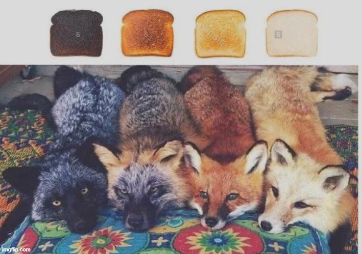 Toast foxes | image tagged in foxes,fomx,toast,cute,wholesome | made w/ Imgflip meme maker