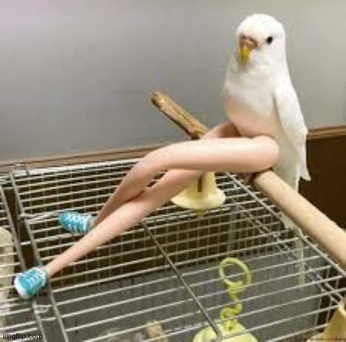 damn even birds r lookin better than me these days | made w/ Imgflip meme maker