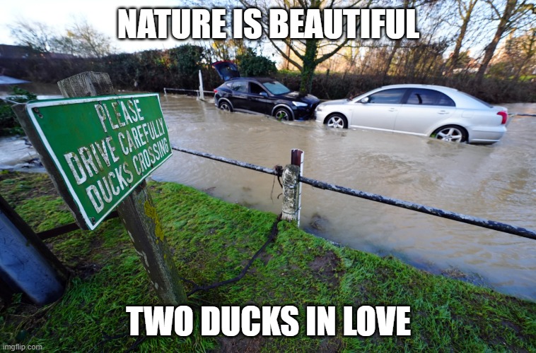 ducks | NATURE IS BEAUTIFUL; TWO DUCKS IN LOVE | image tagged in duck,ducks,nature,flood,funny signs,funny road signs | made w/ Imgflip meme maker