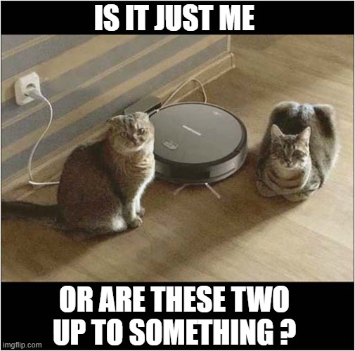 I Fear For That Roomba ! | IS IT JUST ME; OR ARE THESE TWO
UP TO SOMETHING ? | image tagged in cats,suspicious,roomba | made w/ Imgflip meme maker