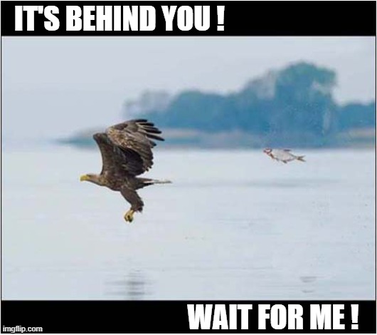 Something's Not Right ... | IT'S BEHIND YOU ! WAIT FOR ME ! | image tagged in eagle,fish,something's wrong i can feel it | made w/ Imgflip meme maker