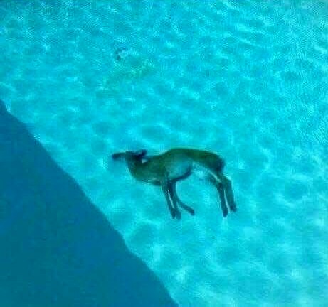 Deer in pool Blank Meme Template