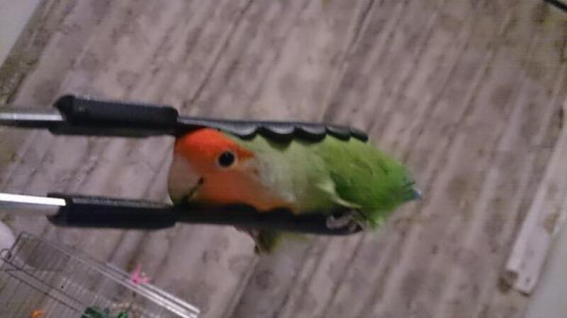 bird held in tongs Blank Meme Template