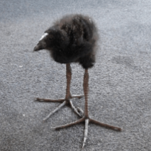 Long legged bird Blank Meme Template