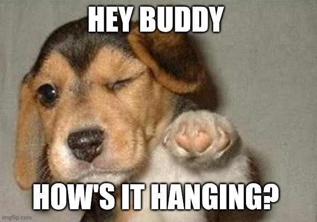 Hey Buddy | HEY BUDDY; HOW'S IT HANGING? | image tagged in winking dog | made w/ Imgflip meme maker