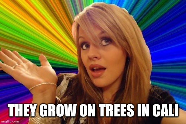 Dumb Blonde Meme | THEY GROW ON TREES IN CALI | image tagged in memes,dumb blonde | made w/ Imgflip meme maker