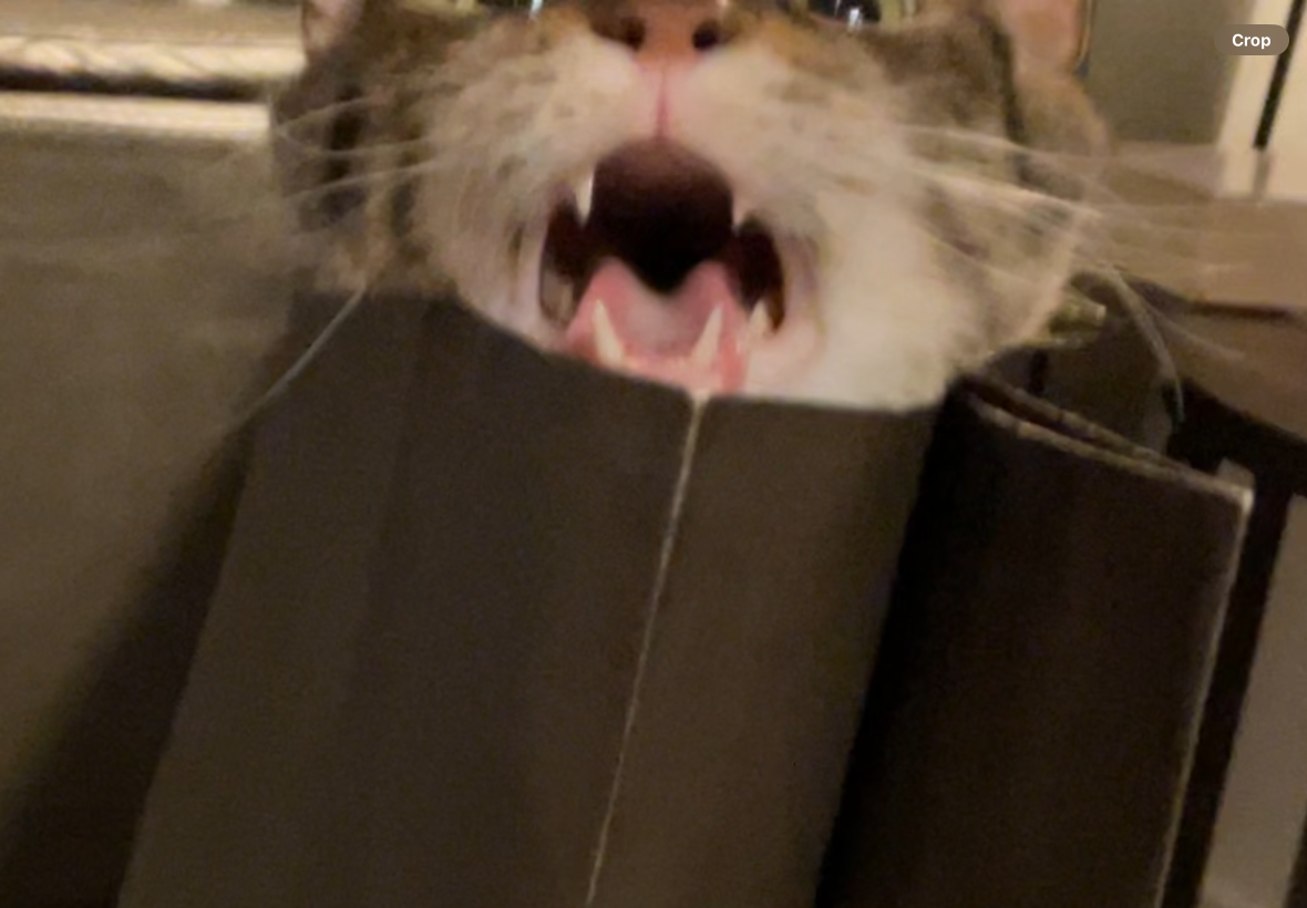 My cat Blank Meme Template