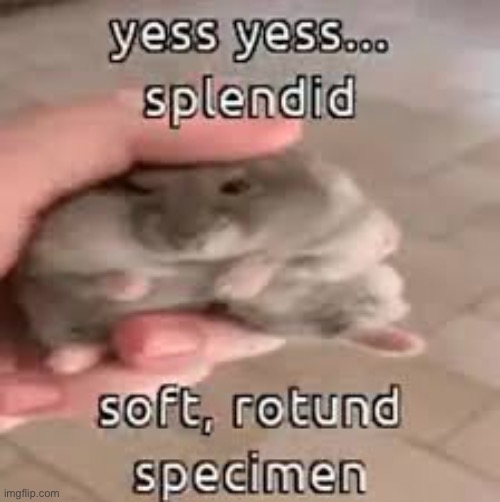 A very round scrumptious hampter | made w/ Imgflip meme maker