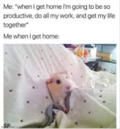 I sleep | image tagged in memes,funny,animals,hamster | made w/ Imgflip meme maker