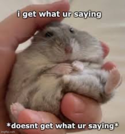 Yapper | image tagged in memes,hamster | made w/ Imgflip meme maker