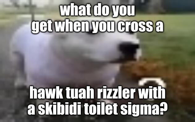 huh | what do you get when you cross a; hawk tuah rizzler with a skibidi toilet sigma? | image tagged in huh | made w/ Imgflip meme maker