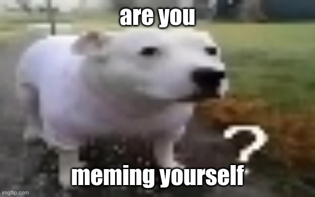 huh | are you; meming yourself | image tagged in huh | made w/ Imgflip meme maker