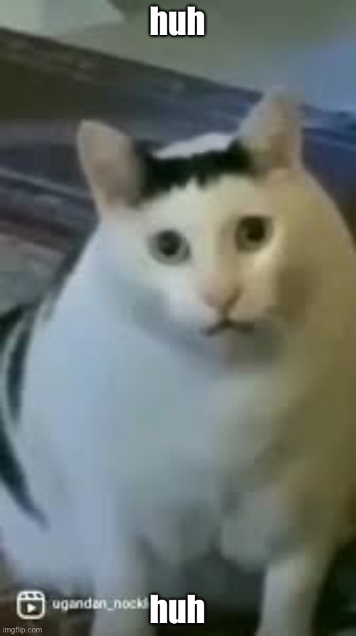 Huh Cat | huh huh | image tagged in huh cat | made w/ Imgflip meme maker