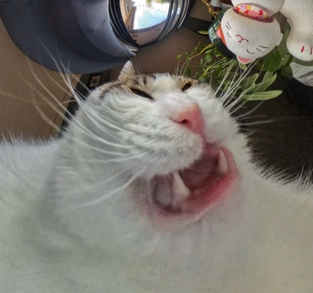 Cat Fangs Blank Meme Template