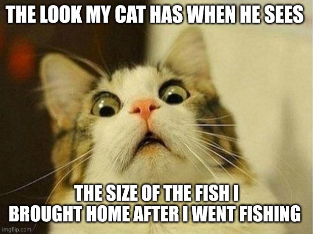 Fish | THE LOOK MY CAT HAS WHEN HE SEES; THE SIZE OF THE FISH I BROUGHT HOME AFTER I WENT FISHING | image tagged in memes,scared cat,funny memes | made w/ Imgflip meme maker