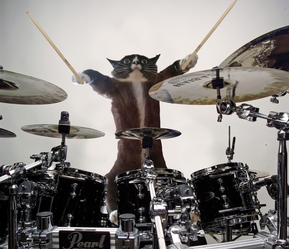 Cat playing drum when ur asleep Blank Meme Template