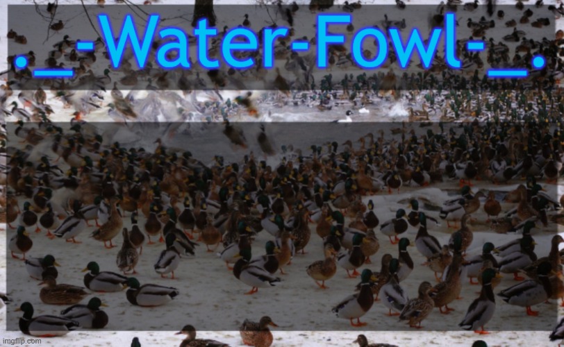 WaterFowl Announcement temp | image tagged in waterfowl announcement temp | made w/ Imgflip meme maker