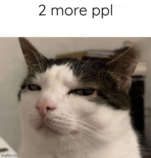 Follow if you like cats | 2 more ppl | image tagged in sus cat | made w/ Imgflip meme maker